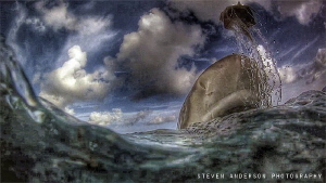 An early morning of Lemon Snaps at Tiger Beach - Bahamas by Steven Anderson 